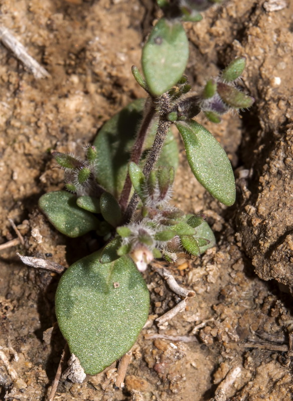 Chaenorrhinum rayesii.05