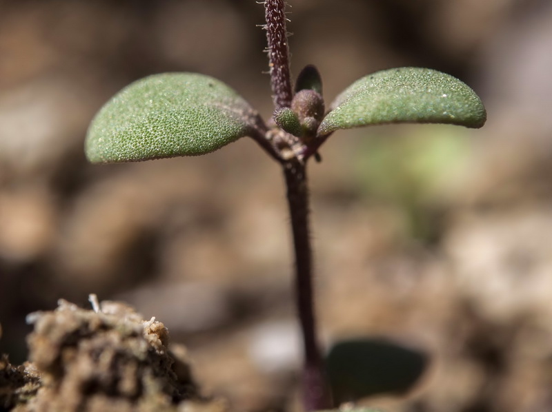 Chaenorrhinum rayesii.06