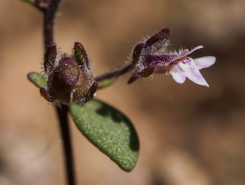 Chaenorrhinum rayesii.08