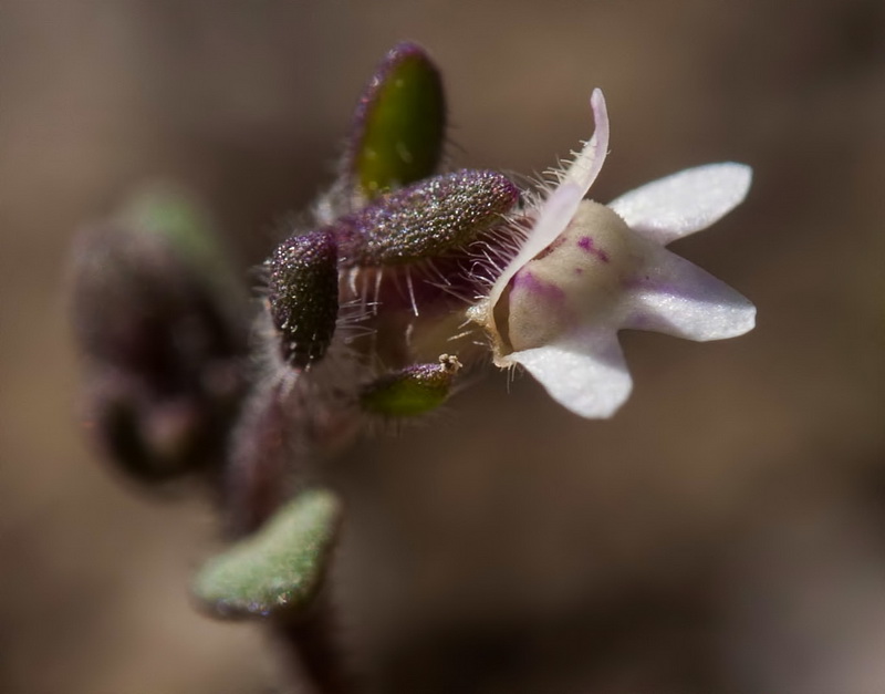 Chaenorrhinum rayesii.09