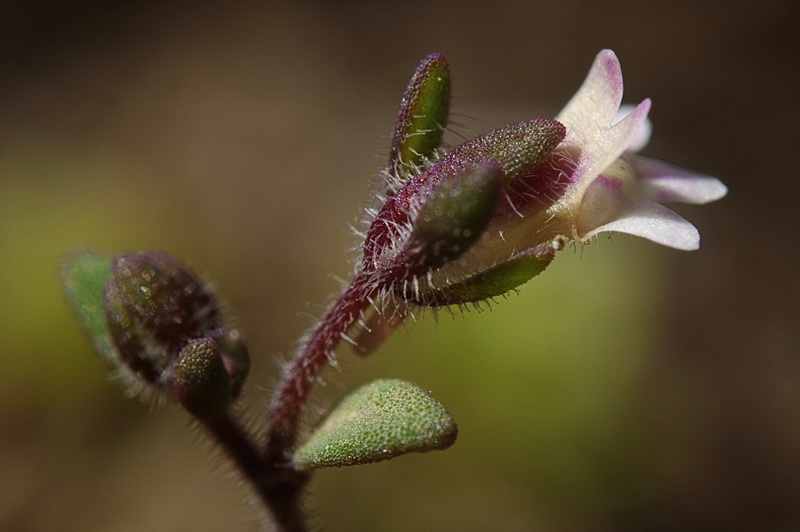 Chaenorrhinum rayesii.10