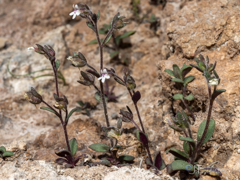 Chaenorrhinum rayesii.17