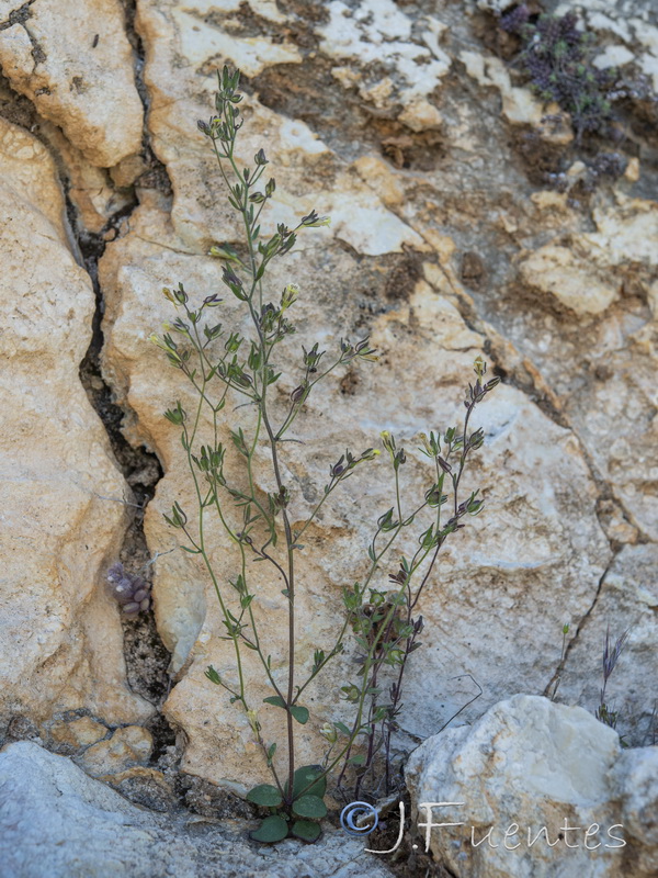 Chaenorhinum rubrifolium rubrifolium.02