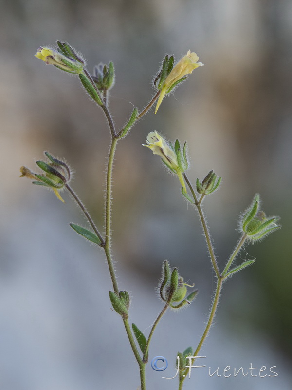 Chaenorhinum rubrifolium rubrifolium.04