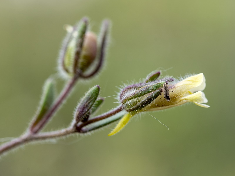 Chaenorhinum rubrifolium rubrifolium.41