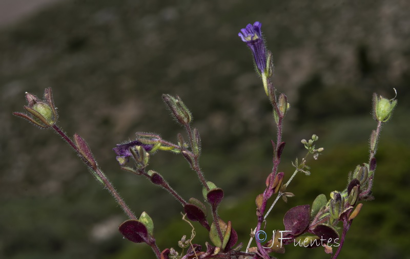 Chaenorhinum rubrifolium rubrifolium.43