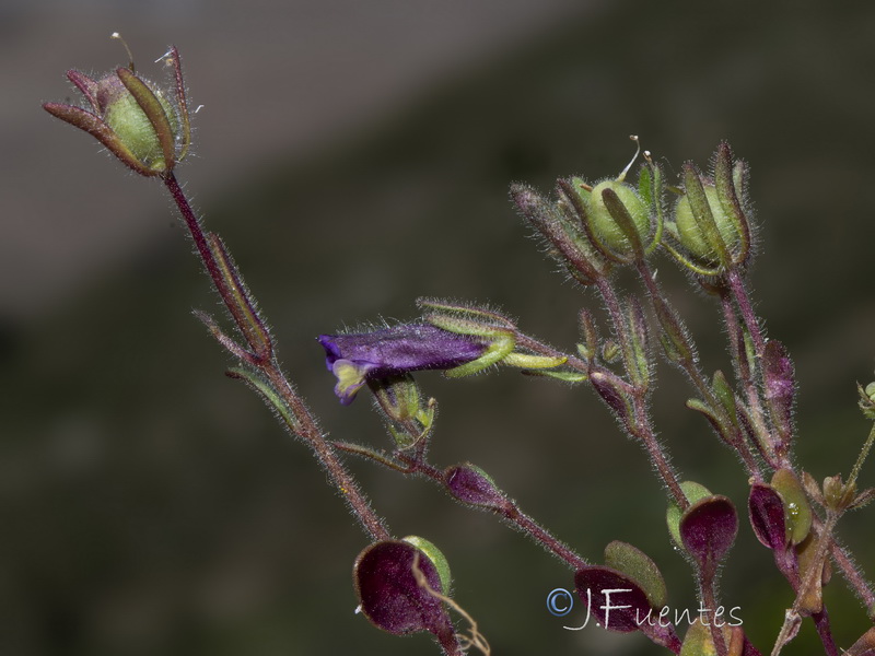 Chaenorhinum rubrifolium rubrifolium.44
