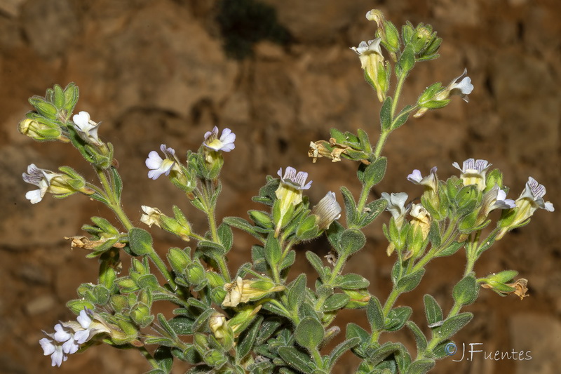 Chaenorrhinum villosum granatense.34