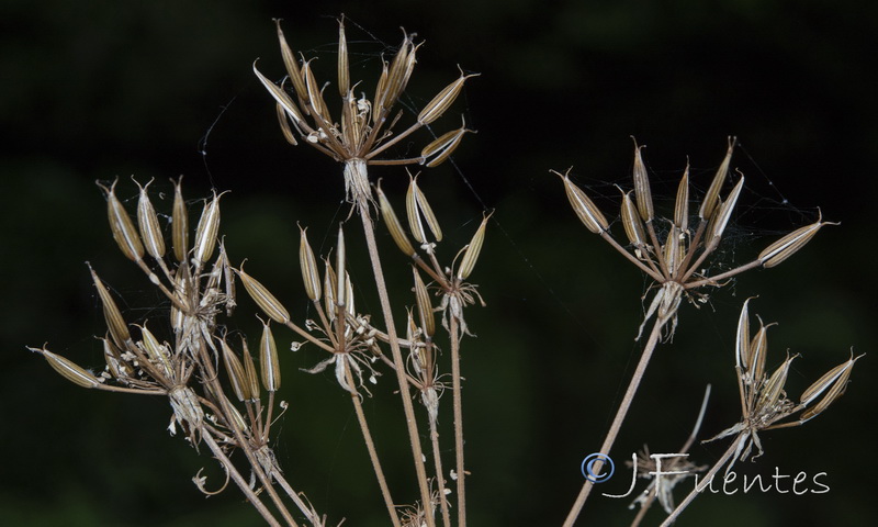Chaerophyllum hirsutum.02