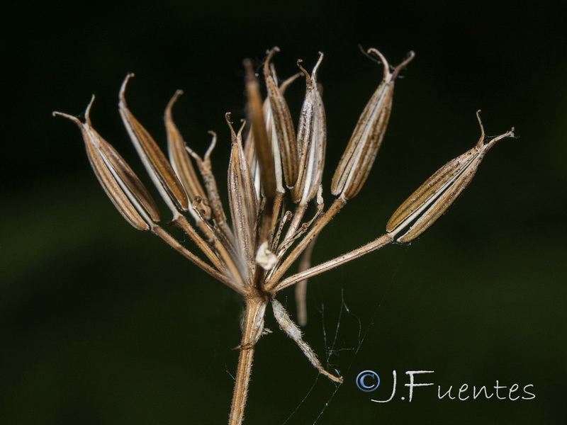 Chaerophyllum hirsutum.03