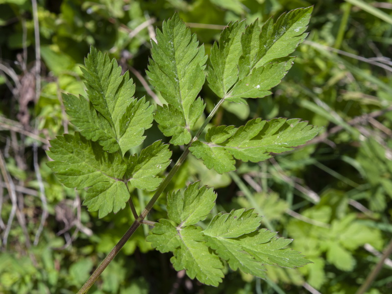 Chaerophyllum hirsutum.08