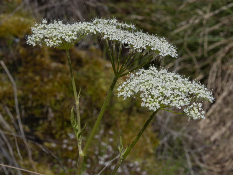 Chaerophyllum hirsutum.11