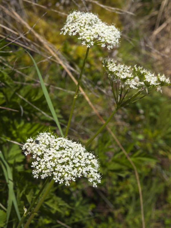 Chaerophyllum hirsutum.12