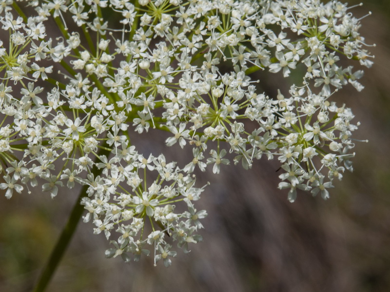 Chaerophyllum hirsutum.16