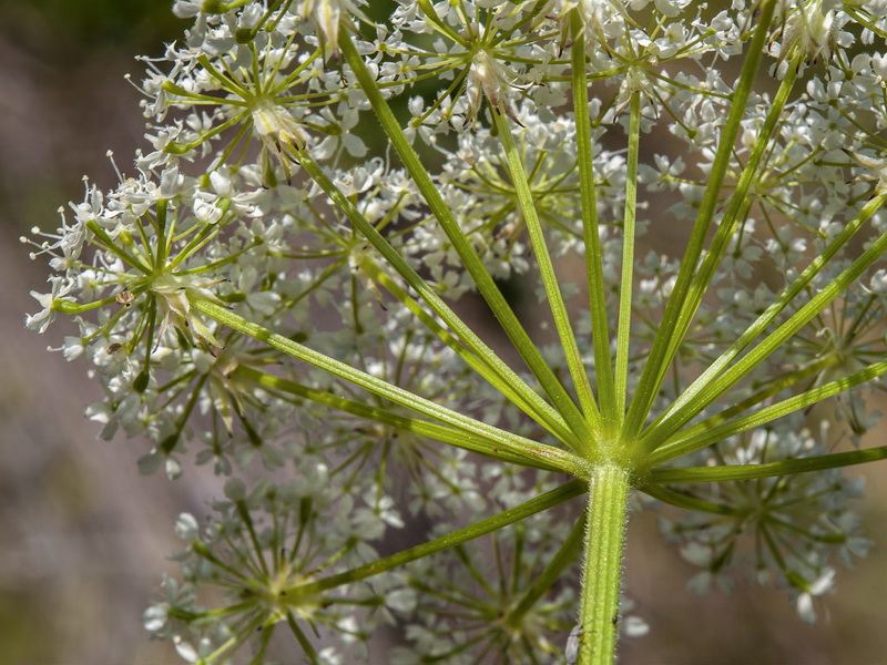 Chaerophyllum hirsutum.18