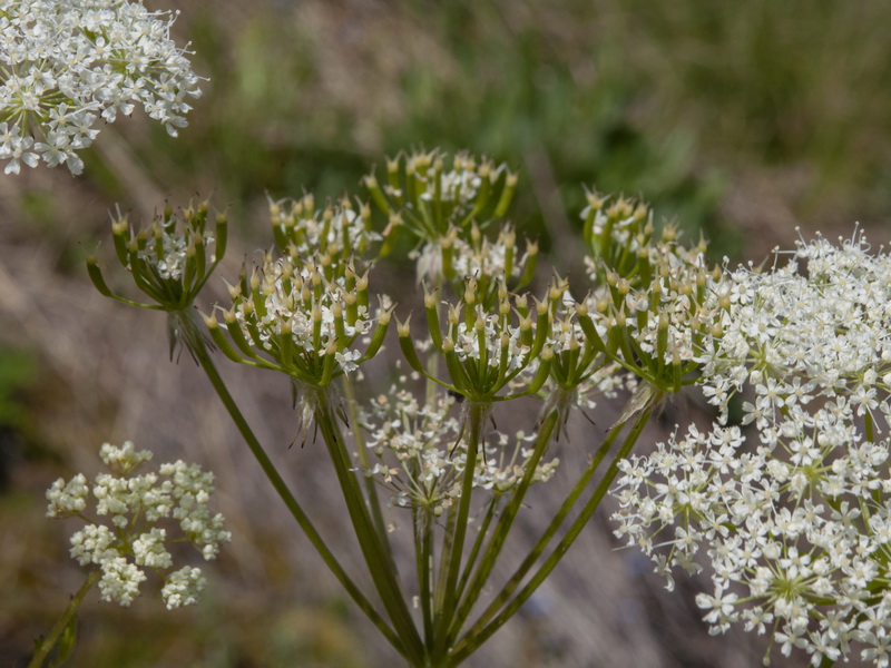 Chaerophyllum hirsutum.20
