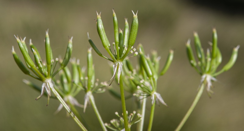 Chaerophyllum hirsutum.22