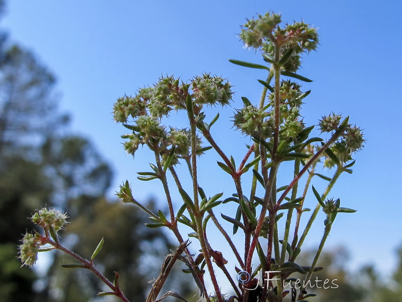 Chaetonychia cymosa.01