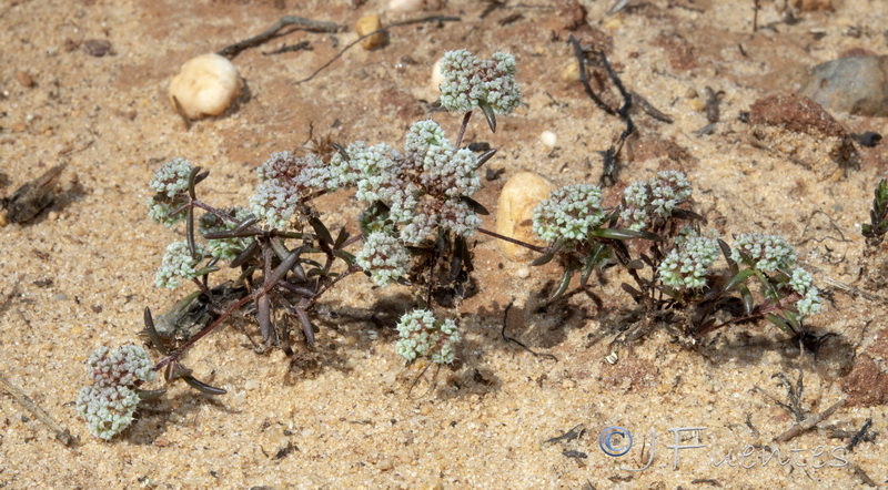Chaetonychia cymosa.03