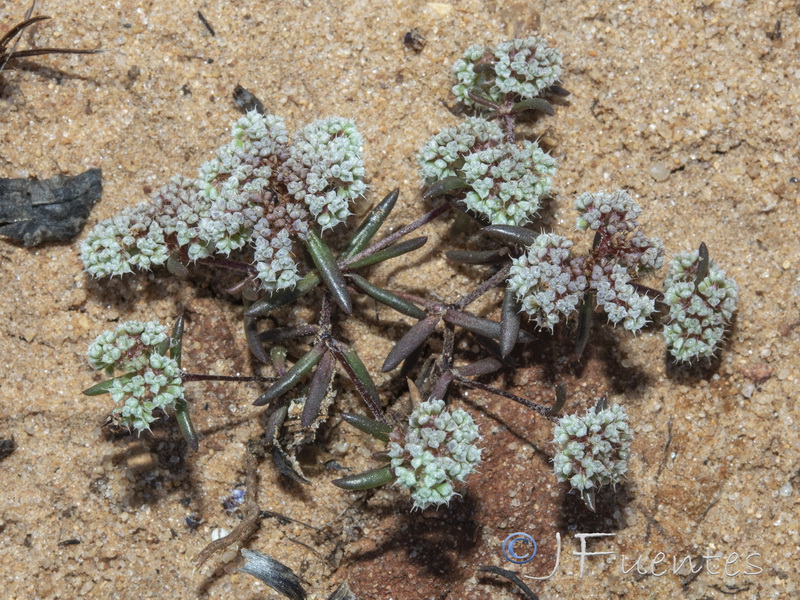 Chaetonychia cymosa.05