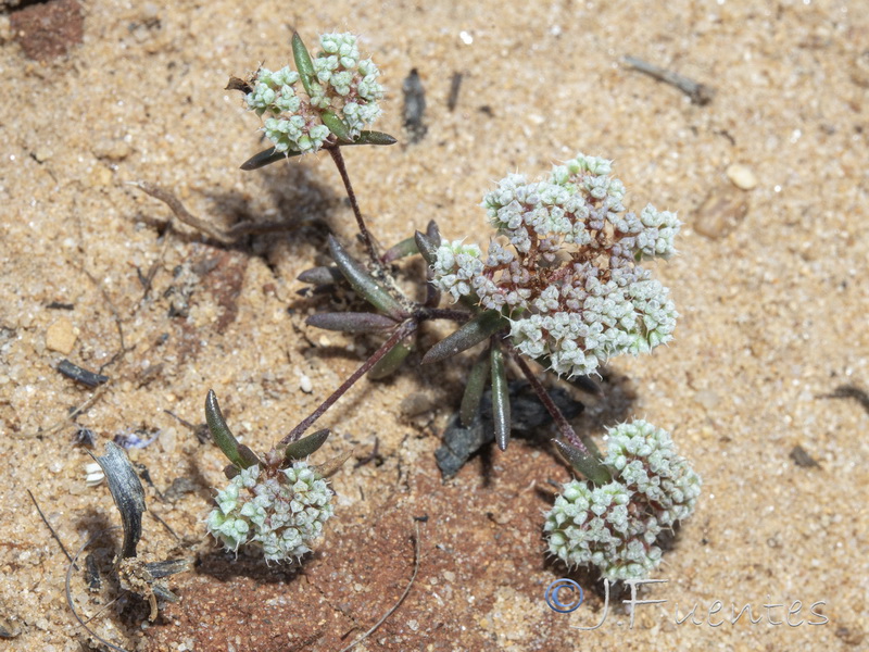 Chaetonychia cymosa.06