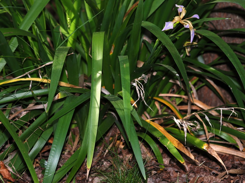 Chamaeiris foetidissima.04