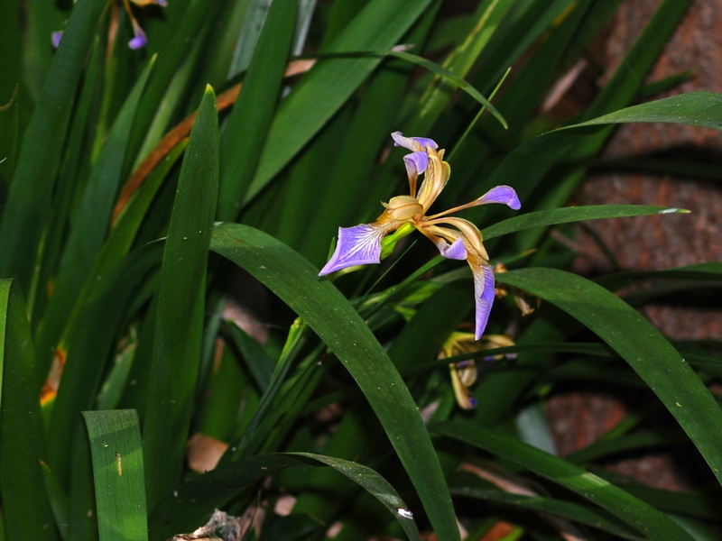 Chamaeiris foetidissima.06