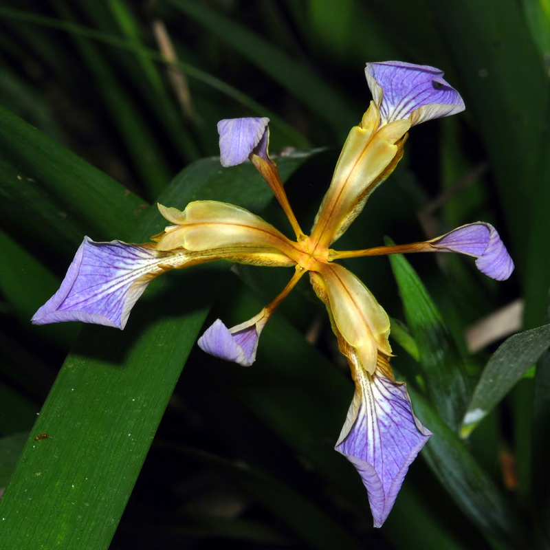 Chamaeiris foetidissima.09