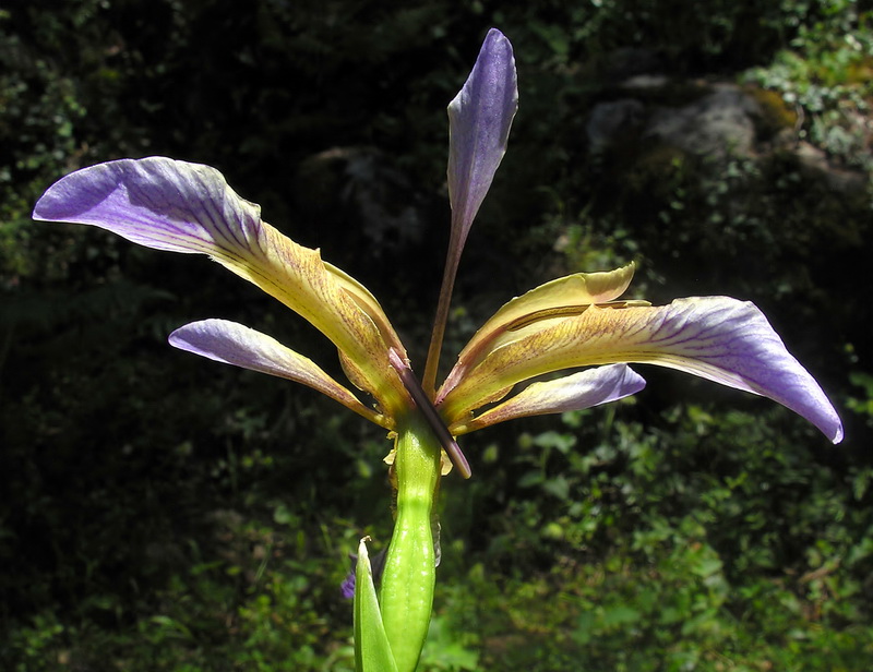 Chamaeiris foetidissima.19