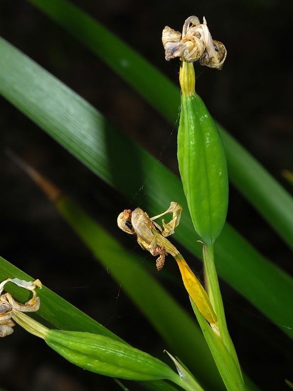 Chamaeiris foetidissima.21