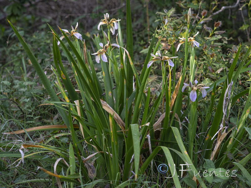 Chamaeiris foetidissima.23