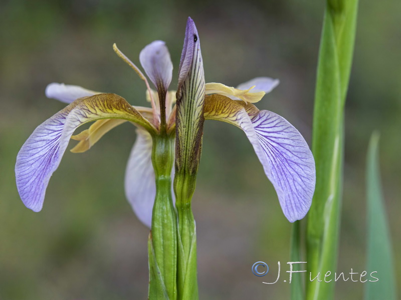 Chamaeiris foetidissima.26