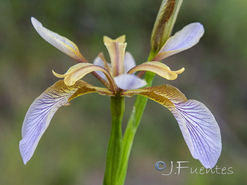 Chamaeiris foetidissima.27