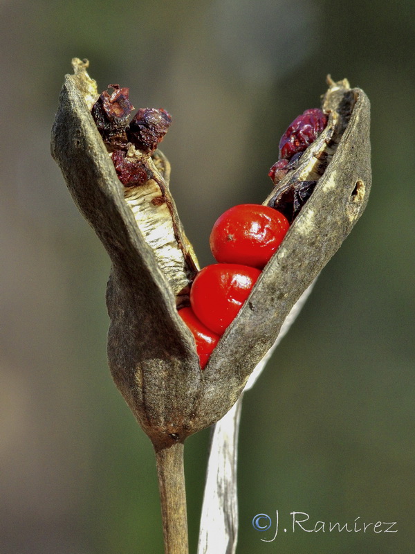 Chamaeiris foetidissima.28