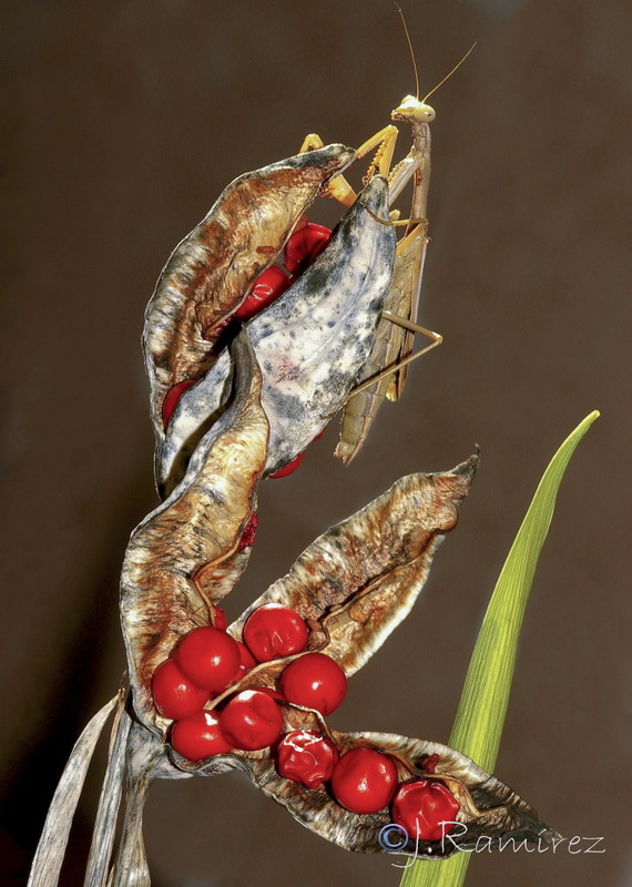 Chamaeiris foetidissima.33