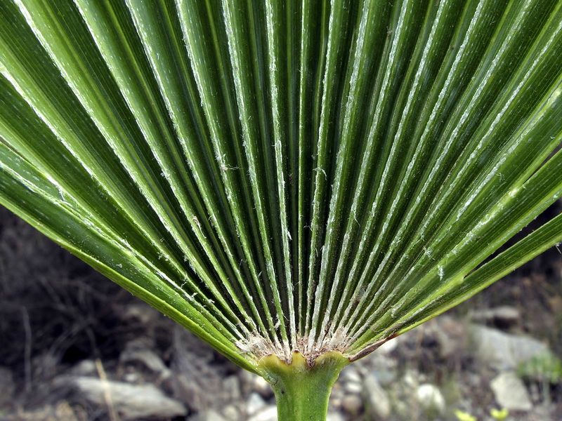 Chamaerops humilis.07