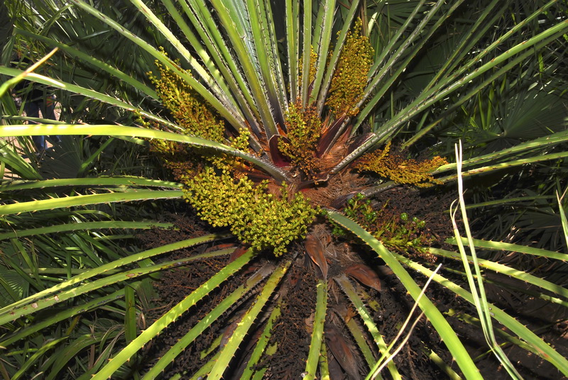 Chamaerops humilis.08