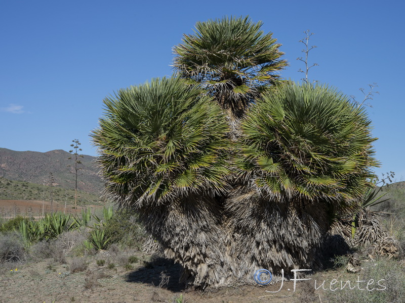 Chamaerops humilis.17