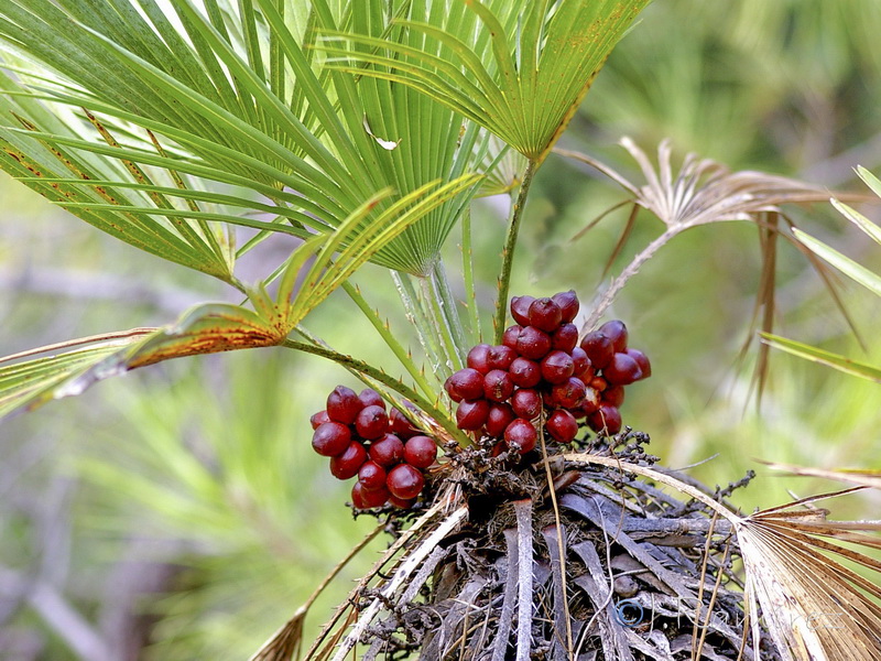 Chamaerops humilis.14