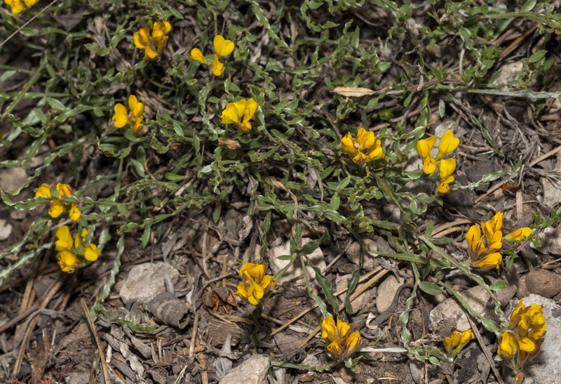 Chamaespartium undulatum.02