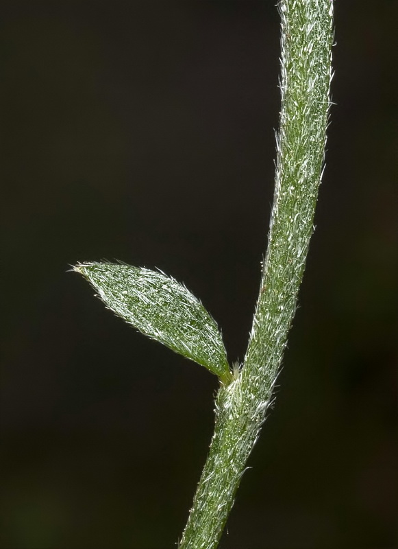 Chamaespartium undulatum.06