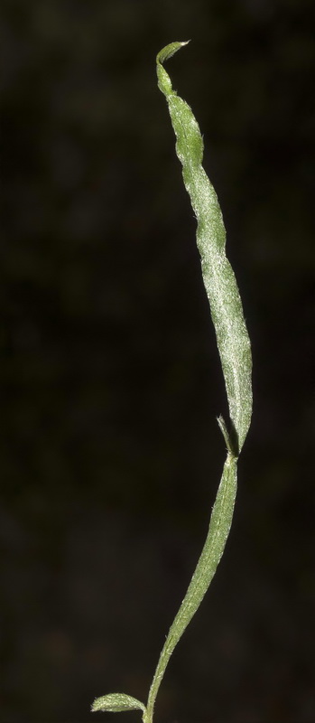 Chamaespartium undulatum.07