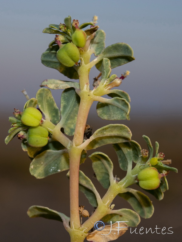 Euphorbia peplis.04