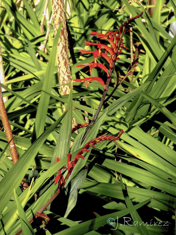 Chasmanthe aethiopica.01
