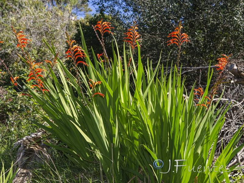 Chasmanthe floribunda.01