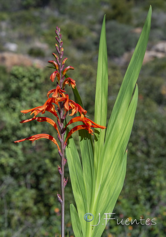 Chasmanthe floribunda.02