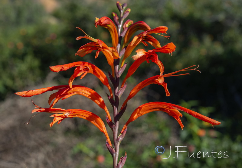 Chasmanthe floribunda.03