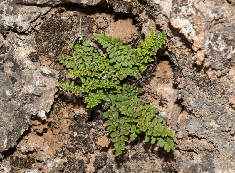 Cheilanthes acrostica.01