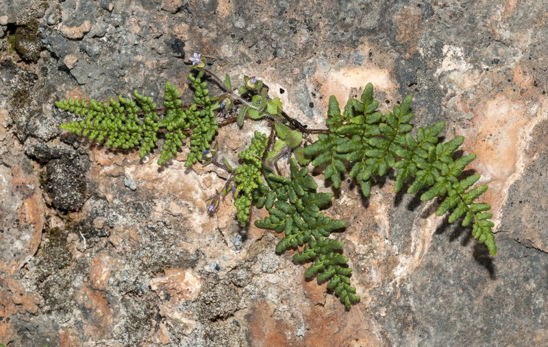 Cheilanthes acrostica.02