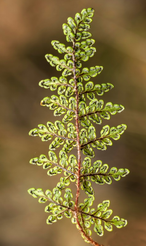 Cheilanthes acrostica.03